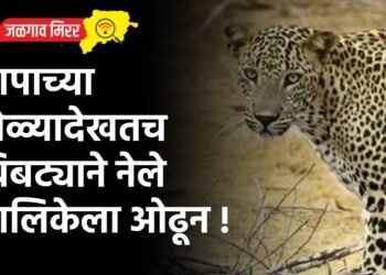 बापाच्या डोळ्यादेखतच बिबट्याने नेले बालिकेला ओढून !