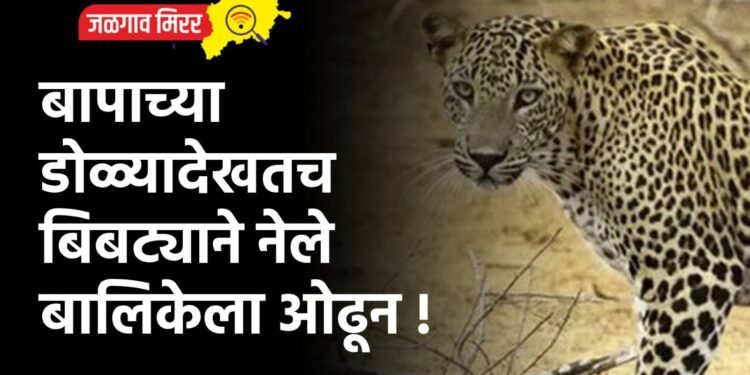 बापाच्या डोळ्यादेखतच बिबट्याने नेले बालिकेला ओढून !