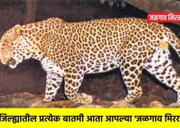 रांजणगावमध्ये दोन बिबट्यांची पकड ; वनविभागाला मोठे यश !