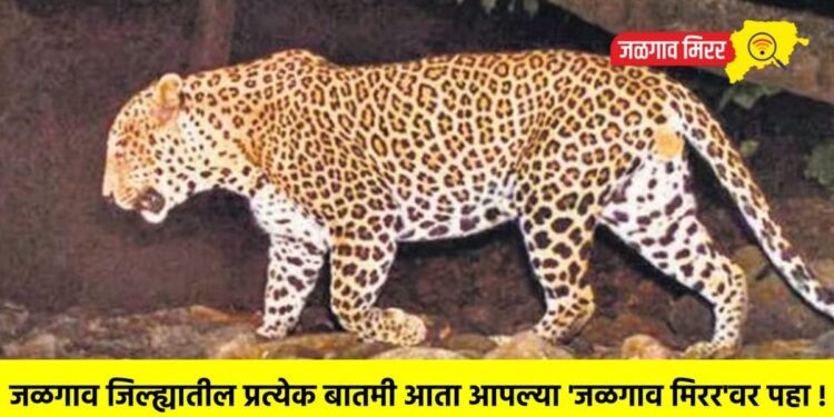 रांजणगावमध्ये दोन बिबट्यांची पकड ; वनविभागाला मोठे यश !