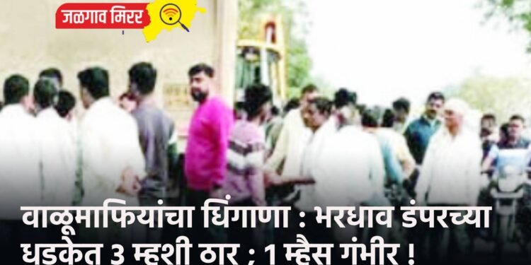 वाळूमाफियांचा धिंगाणा : भरधाव डंपरच्या धडकेत 3 म्हशी ठार ; १ म्हैस गंभीर !