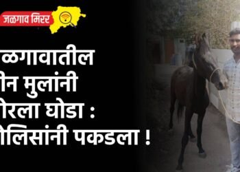 जळगावातील तीन मुलांनी चोरला घोडा : पोलिसांनी पकडला !