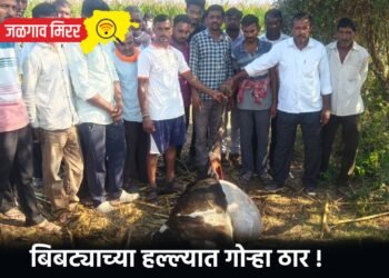 बिबट्याच्या हल्ल्यात गोऱ्हा ठार !