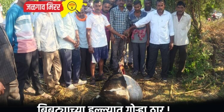 बिबट्याच्या हल्ल्यात गोऱ्हा ठार !