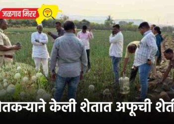 शेतकऱ्याने केली शेतात अफूची शेती !