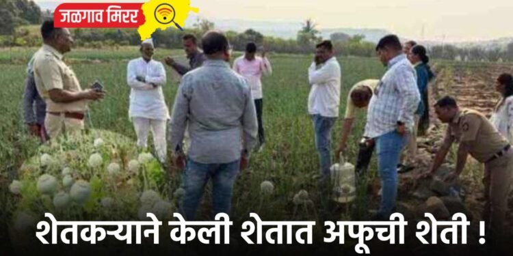 शेतकऱ्याने केली शेतात अफूची शेती !