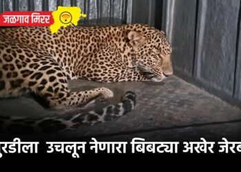 चिमुरडीला  उचलून नेणारा बिबट्या अखेर जेरबंद !