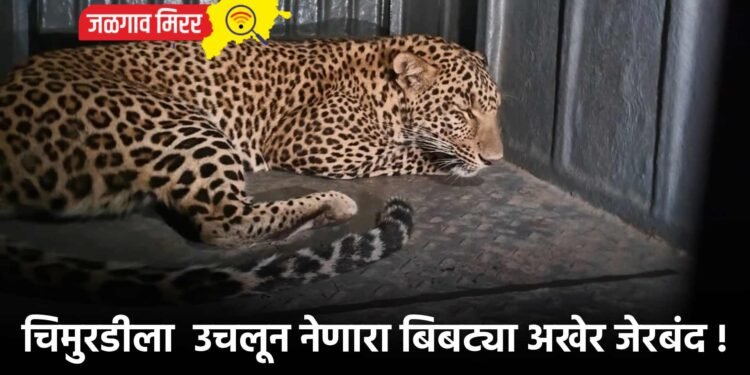 चिमुरडीला  उचलून नेणारा बिबट्या अखेर जेरबंद !