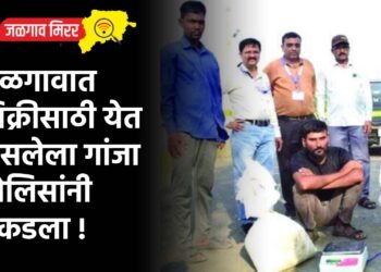 जळगावात विक्रीसाठी येत असलेला गांजा पोलिसांनी पकडला !