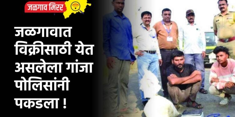 जळगावात विक्रीसाठी येत असलेला गांजा पोलिसांनी पकडला !