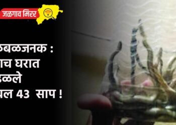खळबळजनक : एकाच घरात आढळले तब्बल ४३  साप !