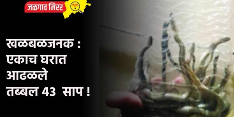खळबळजनक : एकाच घरात आढळले तब्बल ४३  साप !