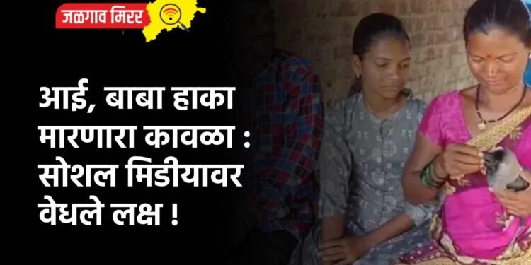 आई, बाबा हाका मारणारा कावळा : सोशल मिडीयावर वेधले लक्ष !