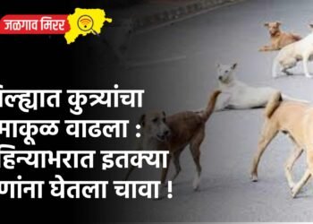 जिल्ह्यात कुत्र्यांचा धुमाकूळ वाढला : महिन्याभरात इतक्या जणांना घेतला चावा !