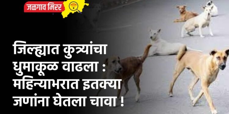 जिल्ह्यात कुत्र्यांचा धुमाकूळ वाढला : महिन्याभरात इतक्या जणांना घेतला चावा !