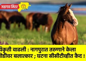 विकृती वाढली : नागपुरात तरुणाने केला घोडीवर बलात्कार ; घटना सीसीटीव्हीत कैद !