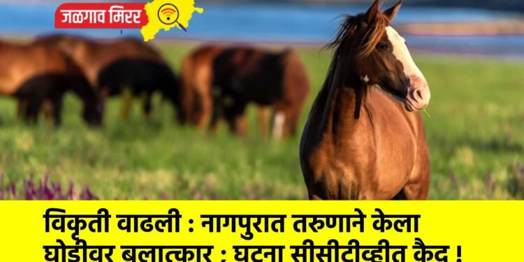 विकृती वाढली : नागपुरात तरुणाने केला घोडीवर बलात्कार ; घटना सीसीटीव्हीत कैद !