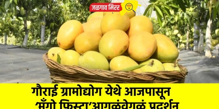 गौराई ग्रामोद्योग येथे आजपासून ‘मॅंगो फिस्टा’ आगळंवेगळं प्रदर्शन