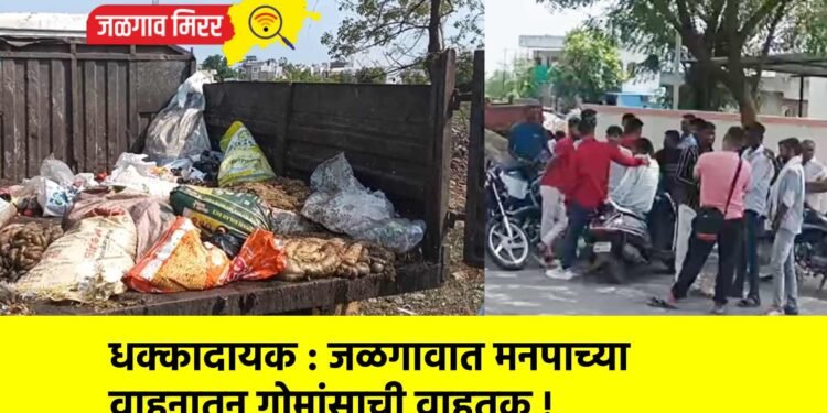 धक्कादायक : जळगावात मनपाच्या वाहनातून गोमांसाची वाहतूक !