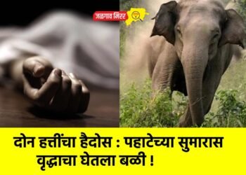 दोन हत्तींचा हैदोस : पहाटेच्या सुमारास वृद्धाचा घेतला बळी !