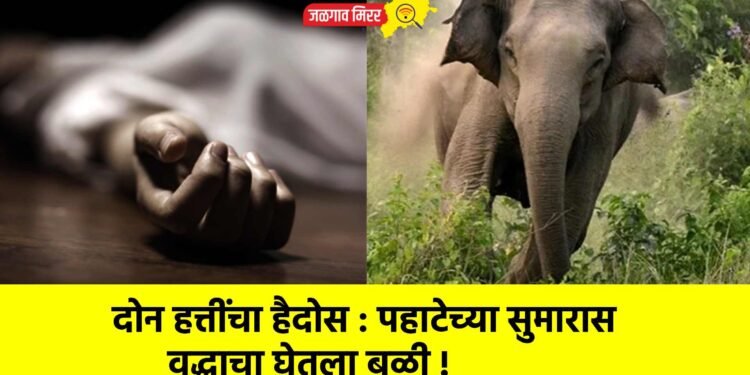 दोन हत्तींचा हैदोस : पहाटेच्या सुमारास वृद्धाचा घेतला बळी !