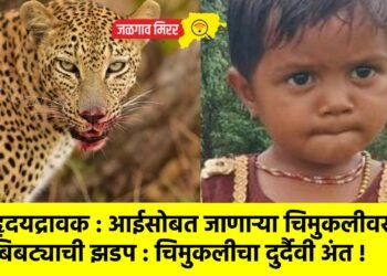 हृदयद्रावक : आईसोबत जाणाऱ्या चिमुकलीवर बिबट्याची झडप : चिमुकलीचा दुर्दैवी अंत !