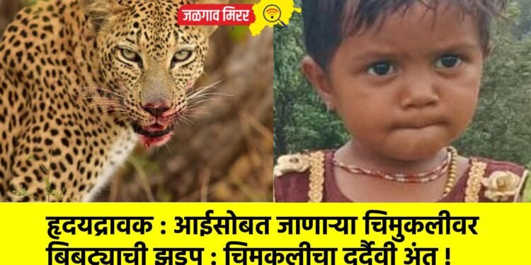 हृदयद्रावक : आईसोबत जाणाऱ्या चिमुकलीवर बिबट्याची झडप : चिमुकलीचा दुर्दैवी अंत !