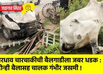 भरधाव चारचाकीची बैलगाडीला जबर धडक : दोन्ही बैलासह चालक गंभीर जखमी !