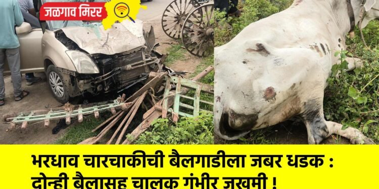 भरधाव चारचाकीची बैलगाडीला जबर धडक : दोन्ही बैलासह चालक गंभीर जखमी !