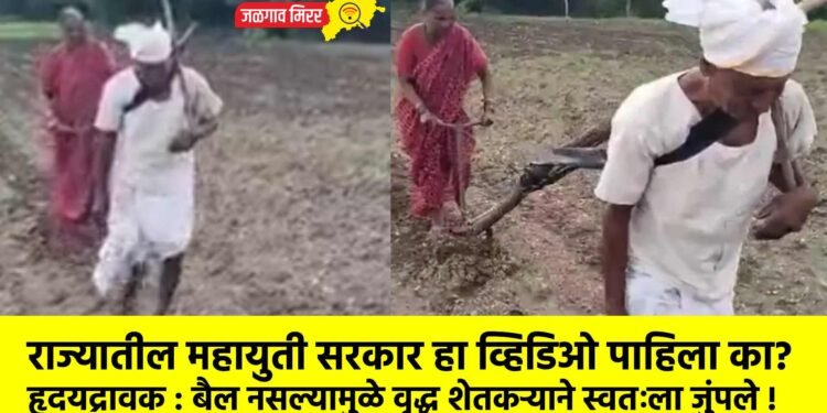 हृदयद्रावक : बैल नसल्यामुळे वृद्ध शेतकऱ्याने स्वतःला जुंपले !