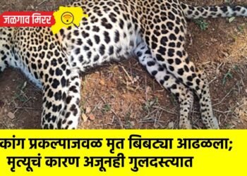 कांग प्रकल्पाजवळ मृत बिबट्या आढळला; मृत्यूचं कारण अजूनही गुलदस्त्यात