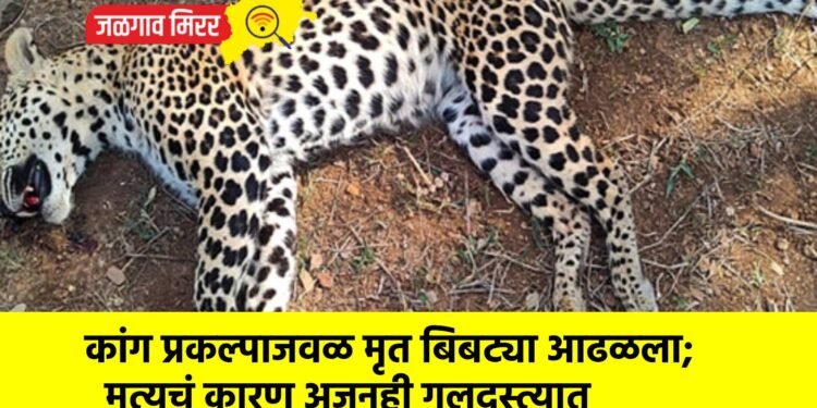 कांग प्रकल्पाजवळ मृत बिबट्या आढळला; मृत्यूचं कारण अजूनही गुलदस्त्यात