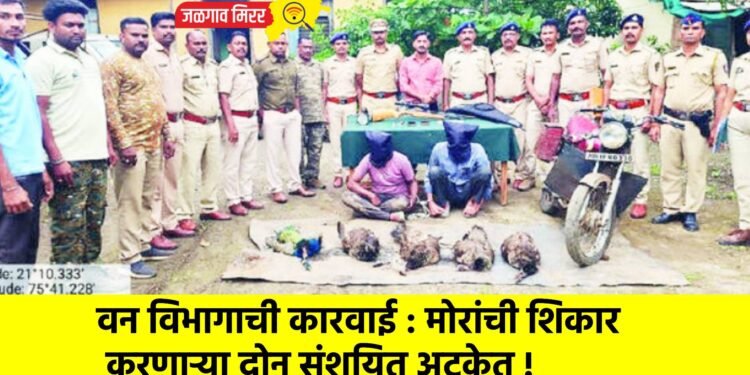 वन विभागाची कारवाई : मोरांची शिकार करणाऱ्या दोन संशयित अटकेत !