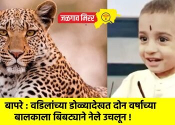 बापरे : वडिलांच्या डोळ्यादेखत दोन वर्षाच्या बालकाला बिबट्याने नेले उचलून !