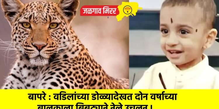 बापरे : वडिलांच्या डोळ्यादेखत दोन वर्षाच्या बालकाला बिबट्याने नेले उचलून !