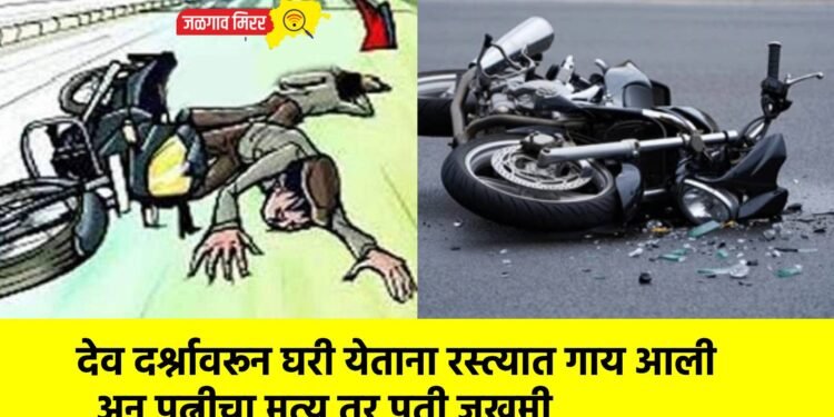 देव दर्शनावरून घरी येताना रस्त्यात गाय आली अन पत्नीचा मृत्यू तर पती जखमी