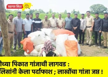 तूरीच्या पिकात गांजाची लागवड : पोलिसांनी केला पर्दाफाश ; लाखोंचा गांजा जप्त !