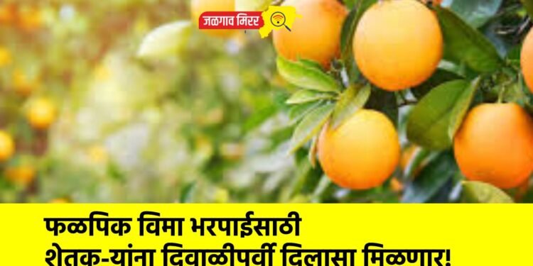 फळपिक विमा भरपाईसाठी शेतक-यांना दिवाळीपूर्वी दिलासा मिळणार!