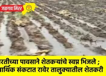 परतीच्या पावसाने शेतकऱ्यांचे स्वप्न भिजले ; आर्थिक संकटात रावेर तालुक्यातील शेतकरी