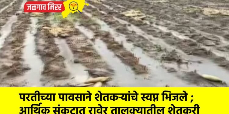 परतीच्या पावसाने शेतकऱ्यांचे स्वप्न भिजले ; आर्थिक संकटात रावेर तालुक्यातील शेतकरी