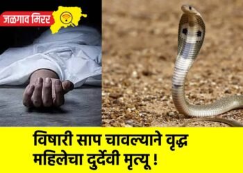 विषारी साप चावल्याने वृद्ध महिलेचा दुर्देवी मृत्यू !