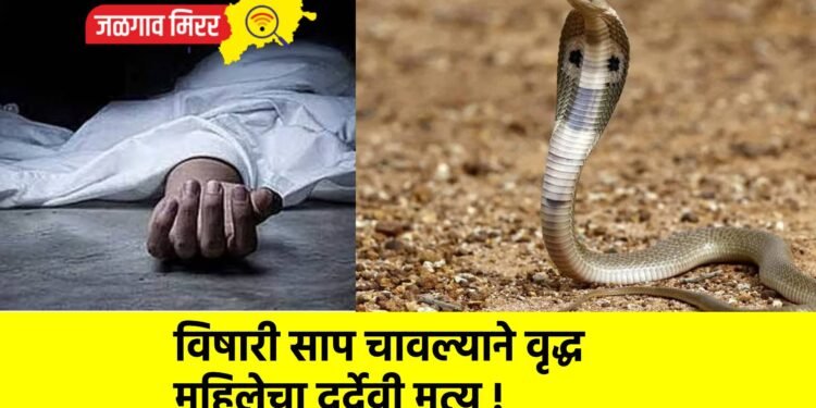 विषारी साप चावल्याने वृद्ध महिलेचा दुर्देवी मृत्यू !