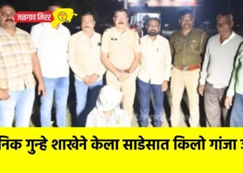 स्थानिक गुन्हे शाखेने केला साडेसात किलो गांजा जप्त !