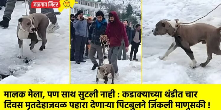 मालक मेला, पण साथ सुटली नाही : कडाक्याच्या थंडीत चार दिवस मृतदेहाजवळ पहारा देणाऱ्या पिटबुलने जिंकली माणुसकी !