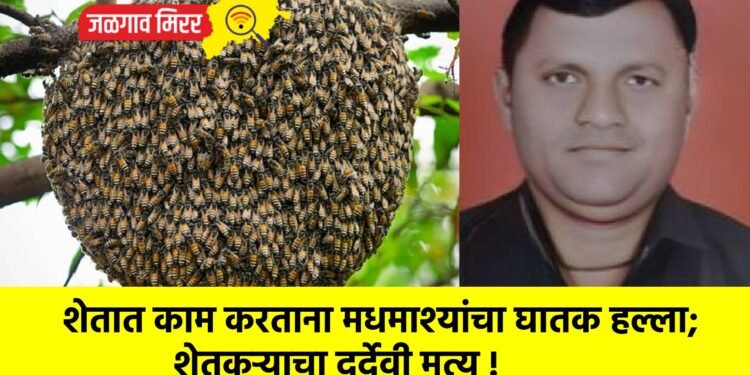 शेतात काम करताना मधमाश्यांचा घातक हल्ला; शेतकऱ्याचा दुर्देवी मृत्यू !