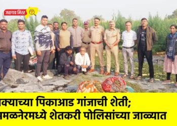 मक्याच्या पिकाआड गांजाची शेती; अमळनेरमध्ये शेतकरी पोलिसांच्या जाळ्यात