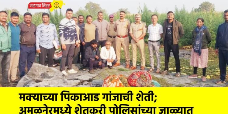 मक्याच्या पिकाआड गांजाची शेती; अमळनेरमध्ये शेतकरी पोलिसांच्या जाळ्यात