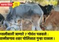 कत्तलीसाठी जाणारे ७ गोवंश पकडले : चाळीसगाव शहर पोलिसात गुन्हा दाखल !