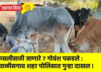 कत्तलीसाठी जाणारे ७ गोवंश पकडले : चाळीसगाव शहर पोलिसात गुन्हा दाखल !