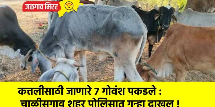 कत्तलीसाठी जाणारे ७ गोवंश पकडले : चाळीसगाव शहर पोलिसात गुन्हा दाखल !